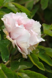 花园里一朵漂亮的粉白牡丹