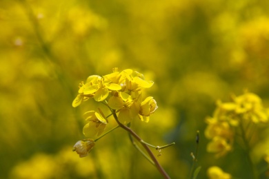 春天田园里绽放中的油菜花