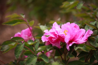 花园里漂亮美丽的粉色牡丹花