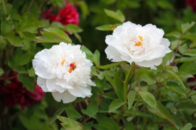国色天香的白色牡丹花特写