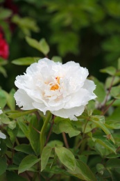 花园里一朵盛开的白色牡丹花