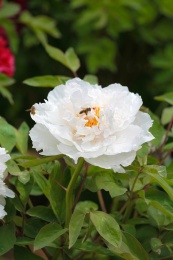 国色天香的白牡丹和采蜜的小蜜蜂