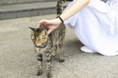 一个女孩在抚摸一只猫咪