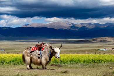 青海省青海湖景区边上的牦牛