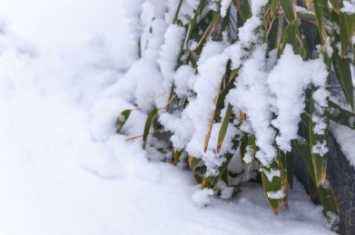 被积雪压倒的千姿百态的竹叶风光