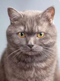 一只憨厚的宠物猫咪头部特写