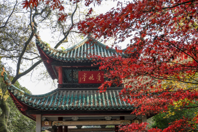 中国四大赏枫胜地之一长沙岳麓山爱晚亭红枫