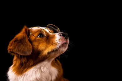 一只在黑色背景前戴着眼镜的小狗