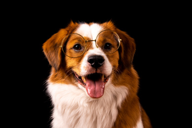 一只在黑色背景前戴着眼镜的小狗