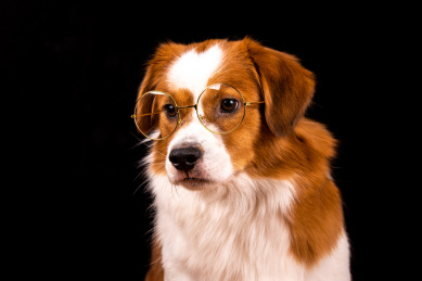 一只在黑色背景前戴着眼镜的小狗