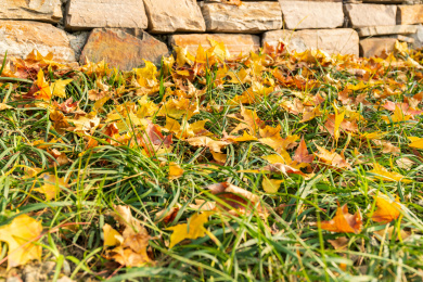 落在沿阶草草坪上的黄色元宝枫叶子