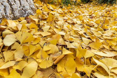 秋天落在地面上的黄色银杏叶