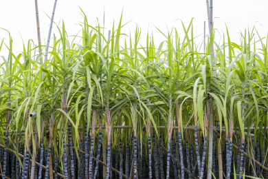 温带地区种植生长中的黑皮甘蔗