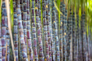 温带地区种植生长中的黑皮甘蔗