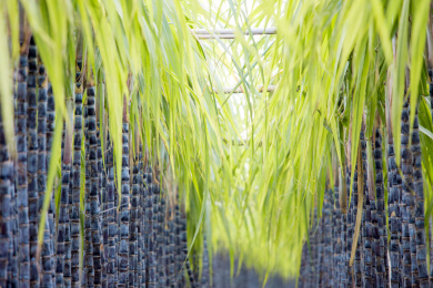 温带地区种植生长中的黑皮甘蔗