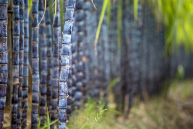温带地区种植生长中的黑皮甘蔗