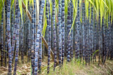 温带地区种植生长中的黑皮甘蔗