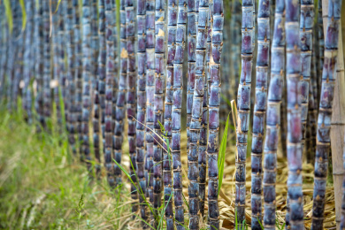 温带地区种植生长中的黑皮甘蔗