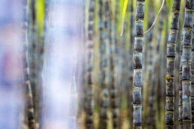 温带地区种植生长中的黑皮甘蔗