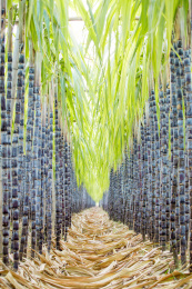 温带地区种植生长中的黑皮甘蔗