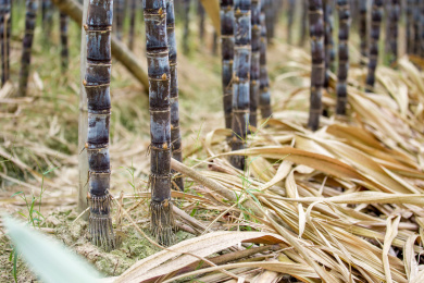 温带地区种植生长中的黑皮甘蔗