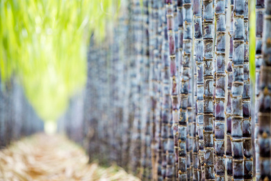 温带地区种植生长中的黑皮甘蔗