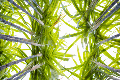 温带地区种植生长中的黑皮甘蔗