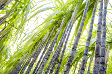 温带地区种植生长中的黑皮甘蔗