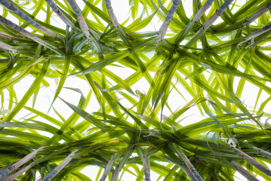 温带地区种植生长中的黑皮甘蔗