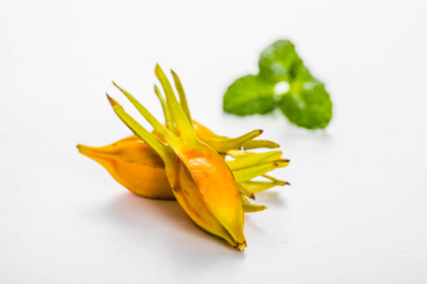 新鲜栀子果实放在白色背景上