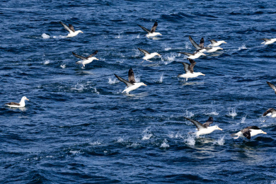 南美洲阿根廷的火地岛国家中一群海鸟在南冰洋的海面起飞