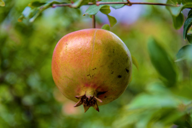 秋天在树上生长的成熟石榴果