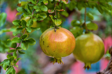 秋天在树上生长的成熟石榴果