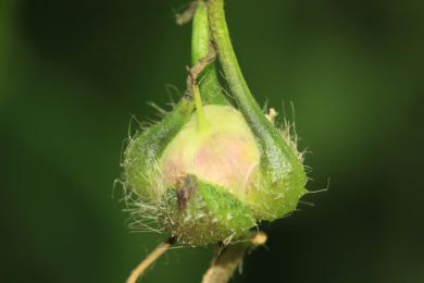 打碗花的果实 打碗花
