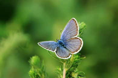 中国野生昆虫——灰蝶