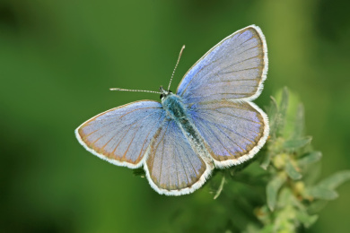 中国野生昆虫——灰蝶