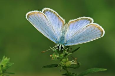中国野生昆虫——灰蝶