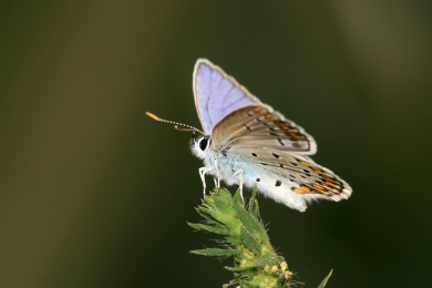 中国野生昆虫——灰蝶