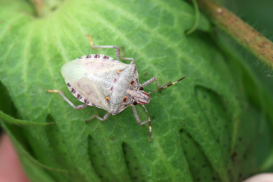 刚刚羽化的弯角蝽 弯角蝽