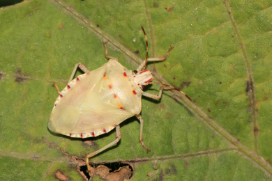 刚刚羽化的弯角蝽 弯角蝽
