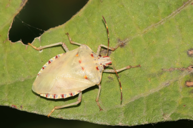 刚刚羽化的弯角蝽 弯角蝽