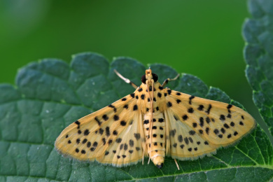 植物叶子上的桃蛀螟