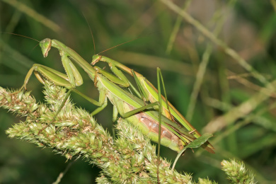 交尾的中华大刀螳