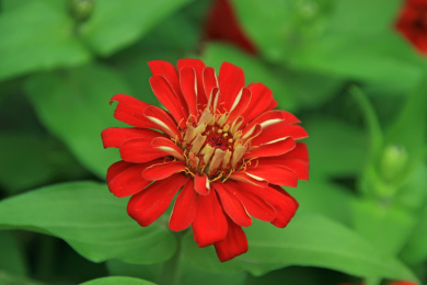 盛开的江西腊花朵