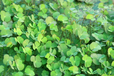 车轴草属植物四叶草
