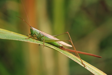 优雅蝈螽栖息在野草上
