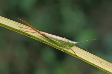 优雅蝈螽栖息在野草上