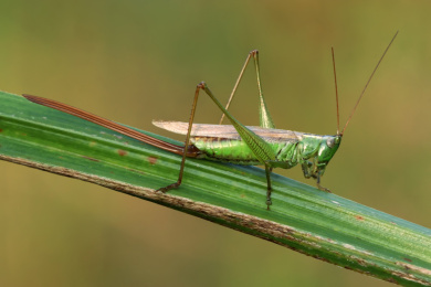 优雅蝈螽栖息在野草上