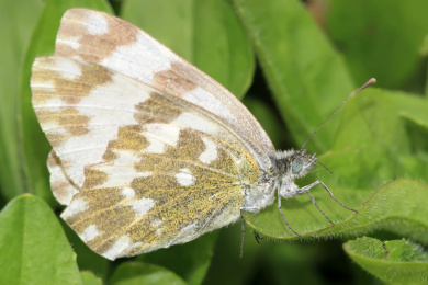 一只云粉蝶停留在野草上