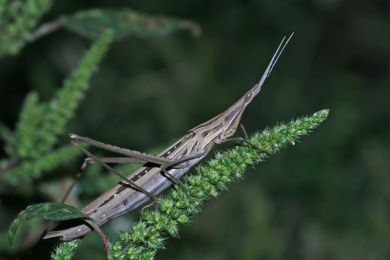 中华剑角蝗特写照片